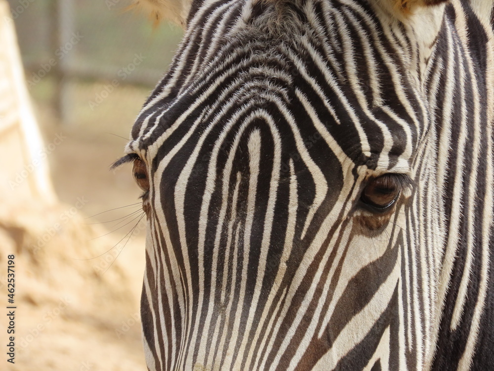 zebra close up zebra close up