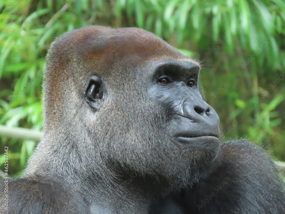 Obraz premium Gorilla