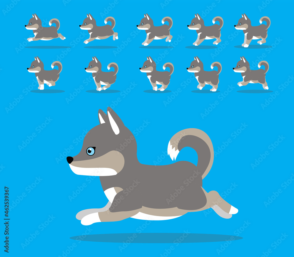 Animal Animation Sequence Dog Siberian Husky Cartoon Vector Grey Coat