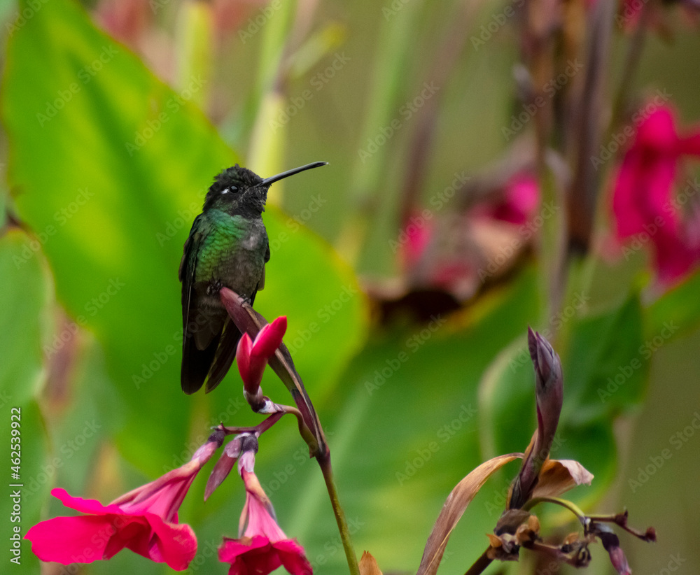 Fototapeta premium hummingbird on pink flower