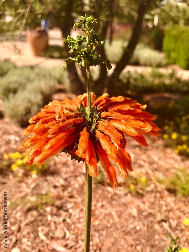 Orange plant