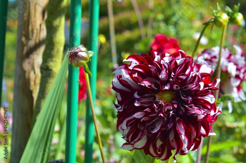 red and white flower