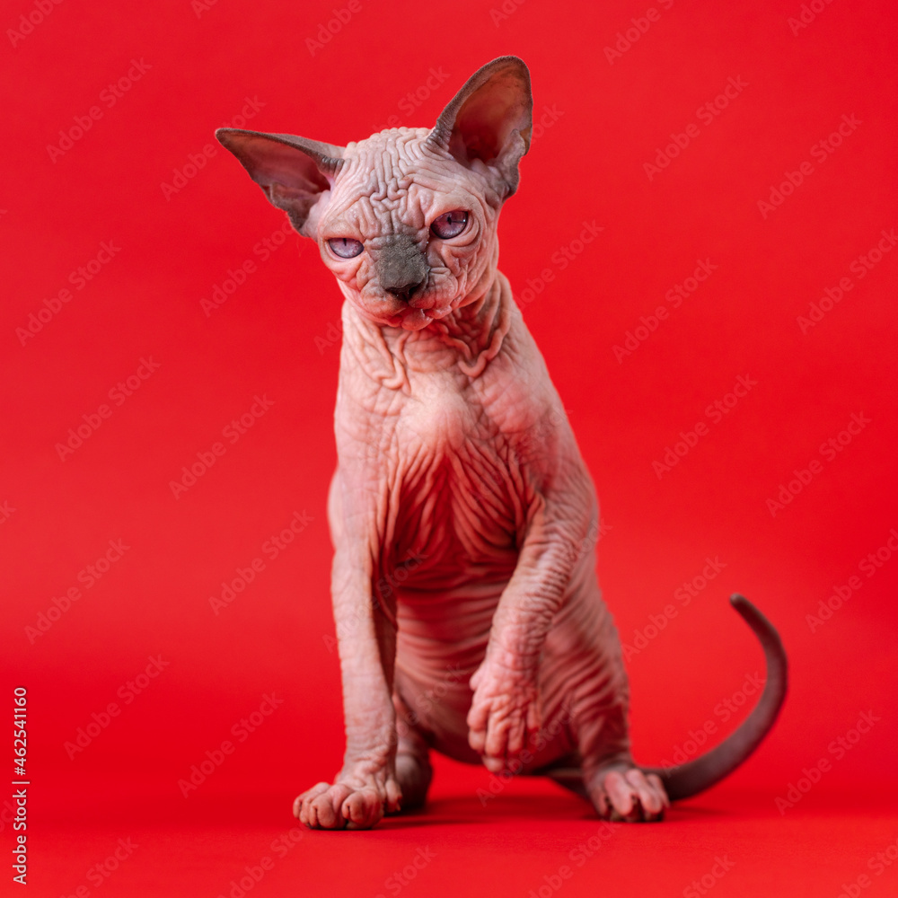 Portrait of Sphynx Cat of blue mink and white color sitting with raised front paw on red background. Hairless female 4 months old looks at camera. Front view. Full length, studio shot.