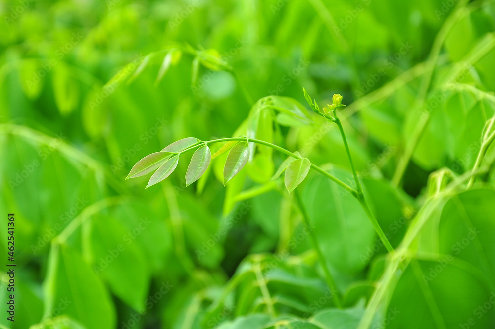 green Siamese rose wood leaves shooting new leaves in plant nursery. green Siamese rose wood leaves shooting new leaves in plant nursery.