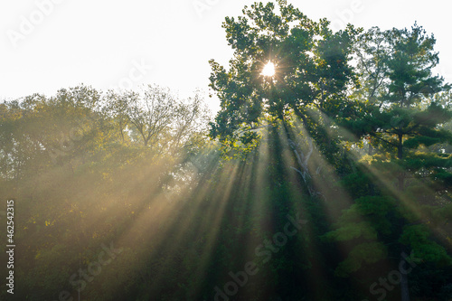 Foggy Morning Sunshine though the Trees