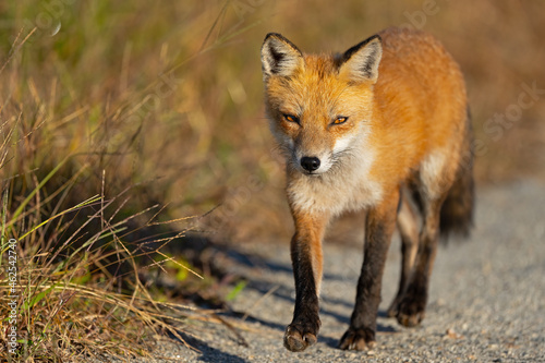 Red Fox Walking Down a Dirt Road © Brian E Kushner