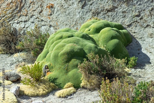 Yareta verde en el altiplano de Arica y Parinacota photo