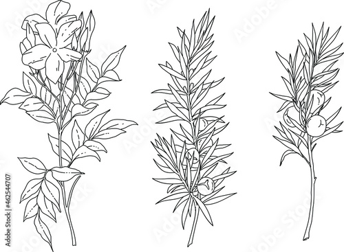 set of black and white flowers and plants illustration vector