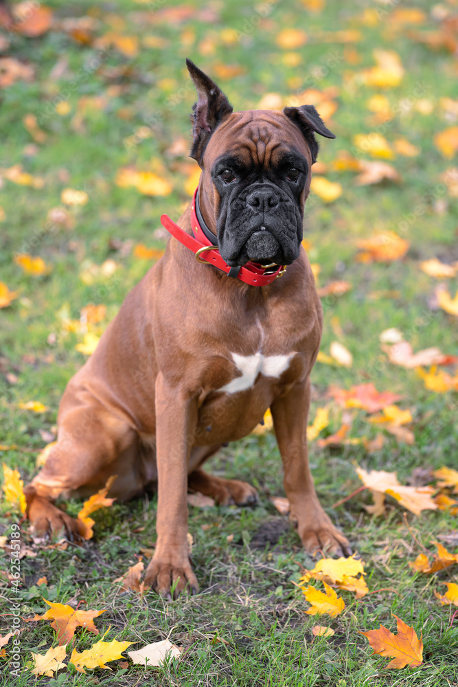 Fototapeta premium portrait of a boxer dog in an autumn park