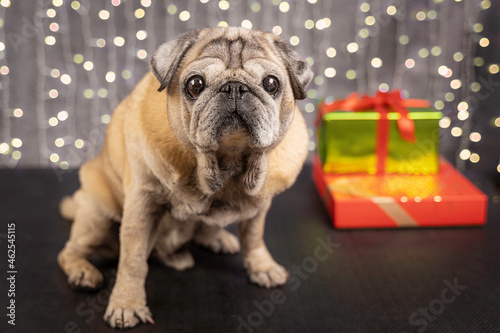 beautiful elderly dog with christmas gifts with bokeh in the background photo
