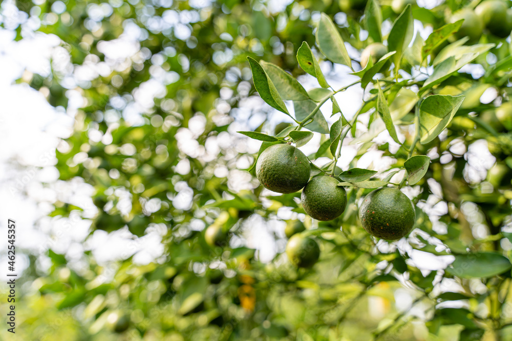 Indonesian local citrus fruit that tastes sweet and the color is a mixture of orange and green. Sweet Orange Farm from Indonesia. Sweet Orange Tree. Selective Focus. Indonesian local citrus fruit that tastes sweet and the color is a mixture of orange and green. Sweet Orange Farm from Indonesia. Sweet Orange Tree. Selective Focus.