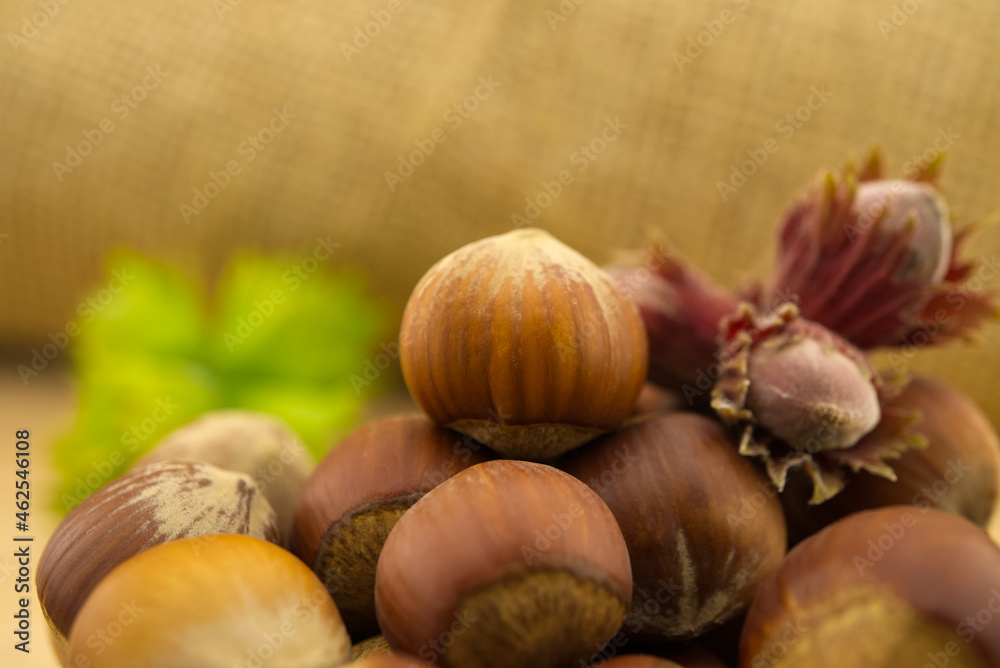 Fresh unshelled hazelnuts in front of the jute sack Fresh unshelled hazelnuts in front of the jute sack