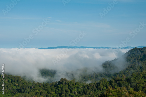 tropical evergreen forest with the morning mist on forest canopy.