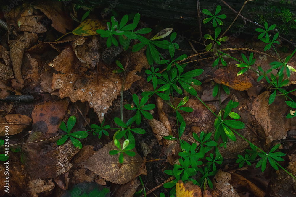 Green creeping grass on dry autumn leaves Green creeping grass on dry autumn leaves
