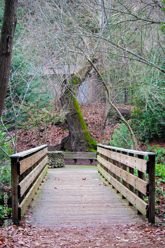 bridge in the forest