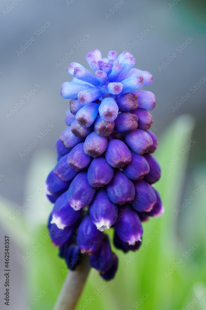 Blue flowers of grapefruit outdoors in nature. Blue flowers of grapefruit outdoors in nature.