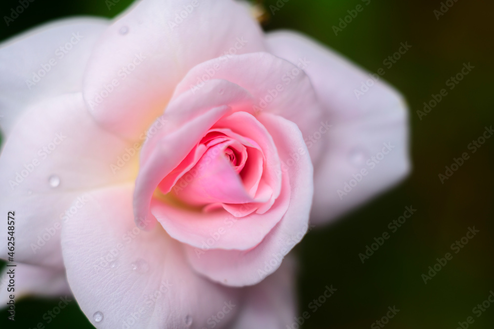 Beautiful rose flower close-up macro photograph. Purity and glamour concept. Soft glowing morning light hits the delicate flower. Dewdrops on the rose petals.