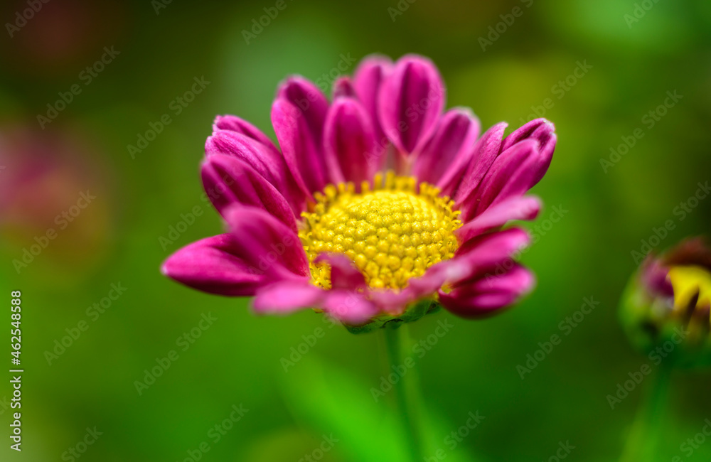Beautiful Chrysanthemum flower close-up macro photograph. The beautiful structure of the golden yellow flower head and the purple petals around it. Dewdrops on the flower petals. Beautiful Chrysanthemum flower close-up macro photograph. The beautiful structure of the golden yellow flower head and the purple petals around it. Dewdrops on the flower petals.