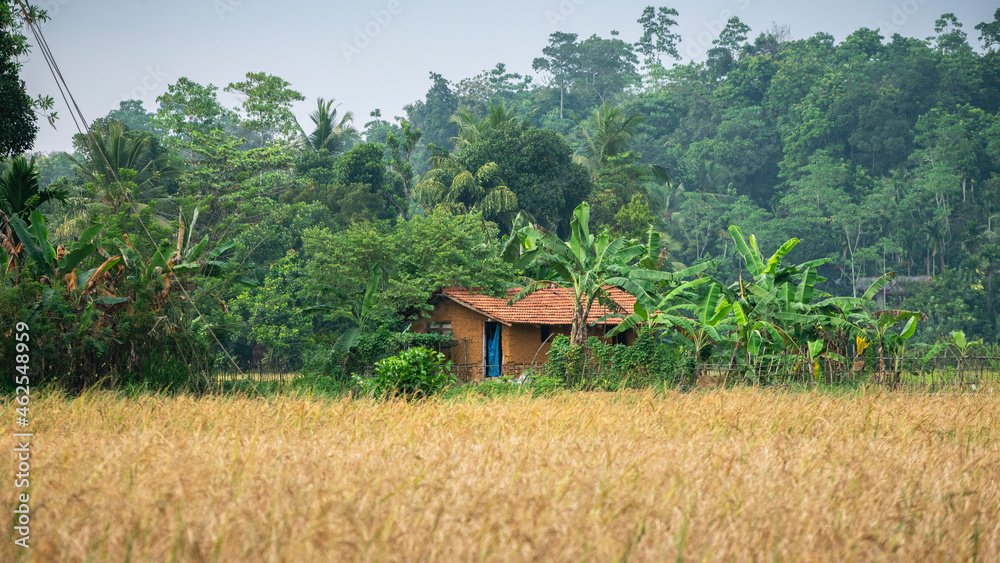 Isolated small house near the paddy field surrounded by the lush greenery. Rural village in Sri Lanka and poverty concept.