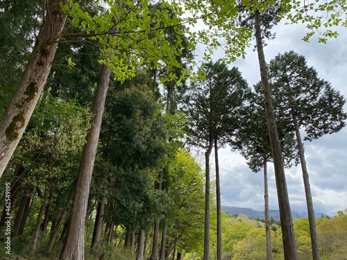 Trees at Hitsujiyama park in Chichibu city, Saitama prefecture, Japan.
