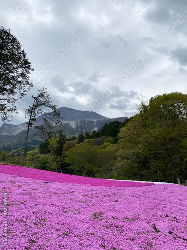 Spring scenery of Hitsujiyama Park and Mount Buko in Chichibu City, Saitama Prefecture, Japan.