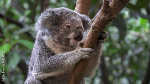 Fototapeta Naklejka Na Ścianę i Meble -  koala, sitting in a tree, facing the camera at blackbutt nature reserve