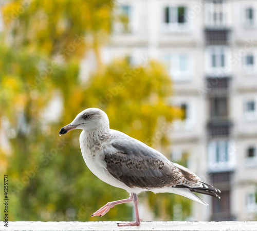 Young Seagull on a Balcony in Latvia