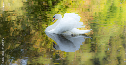 White Swan Swimming on a Lake with Fall Foliage Reflected photo