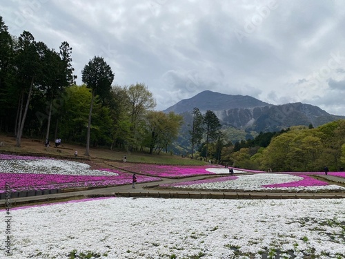 Spring scenery of Hitsujiyama Park and Mount Buko in Chichibu City, Saitama Prefecture, Japan.