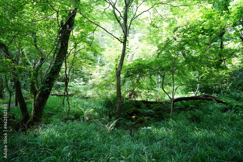 a lively dense forest in springtime a lively dense forest in springtime