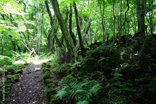 a refreshing spring forest with a path