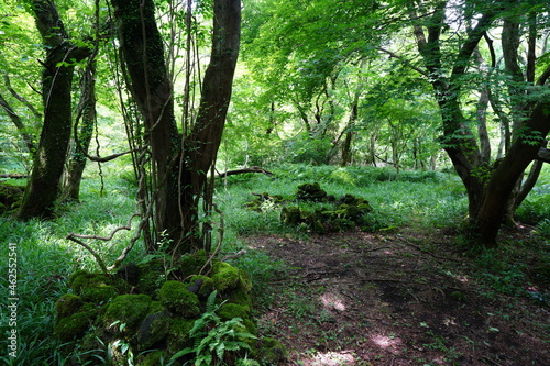 a lively dense forest in springtime