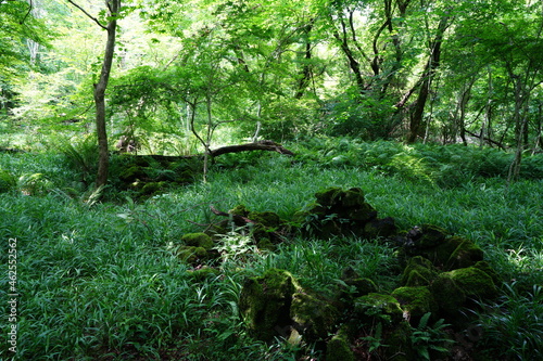 a lively dense forest in springtime