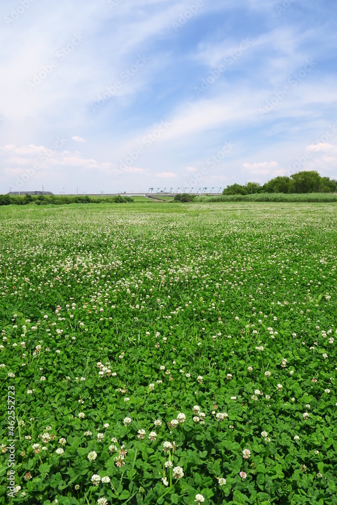 白詰め草一面に咲く江戸川河川敷の野原風景