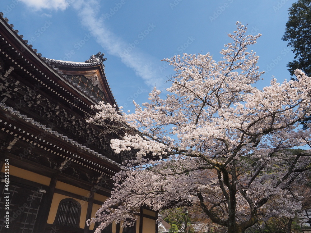 お寺の境内に咲いている桜