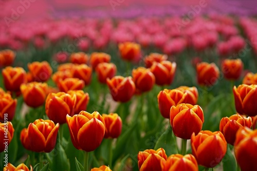 Landscape with tulip field. Tulip field in spring. Mix color tulip flower. Mix of tulips flowers in garden