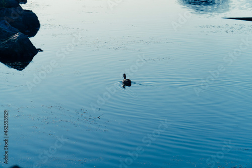 Duck in the lake