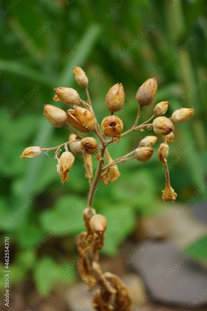 Nicotiana (tobacco plants) plant with a natural background Nicotiana (tobacco plants) plant with a natural background