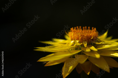 Xerochrysum Viscosum , the Paper Daisy a yellow flower photo