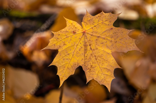 autumn maple leaves