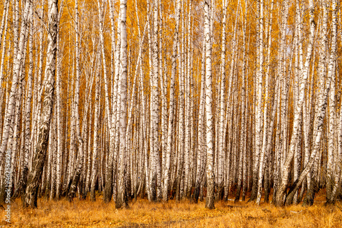 Autumn birch forest