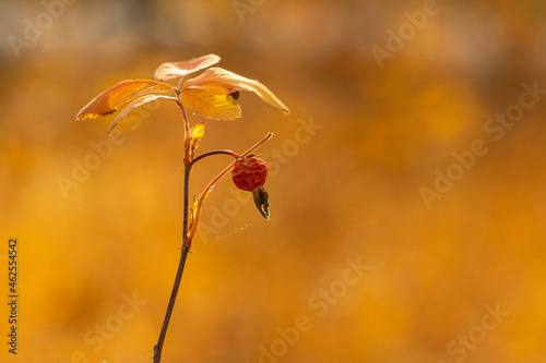 rosehip in autumn