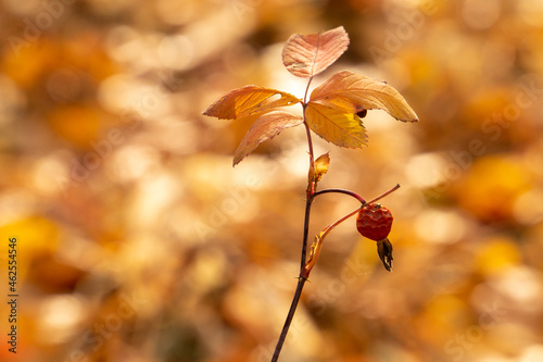 rosehip in autumn