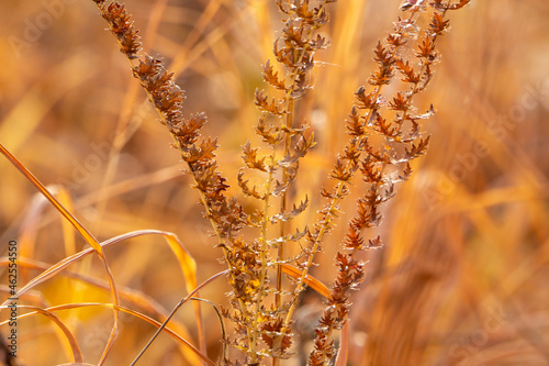 autumn grass