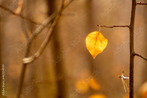 autumn leaves