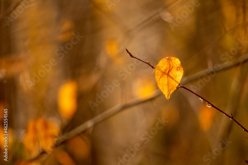 autumn leaves