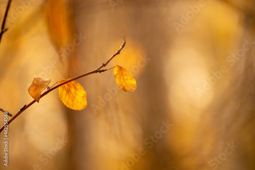 autumn leaves