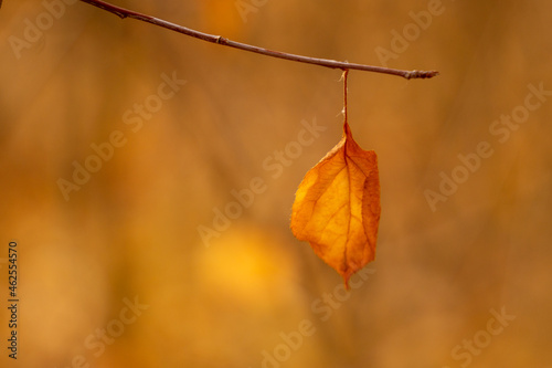 autumn leaves on the tree