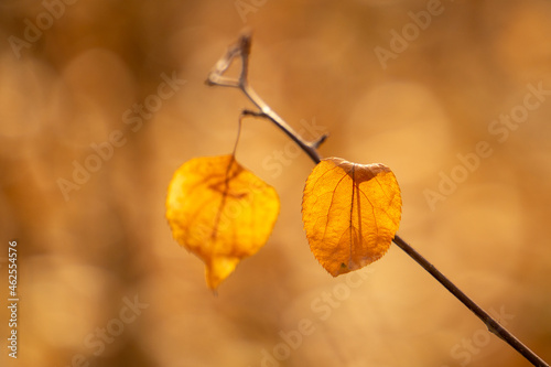 yellow autumn leaves