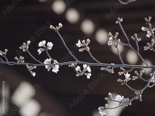 お寺の境内に咲いている桜